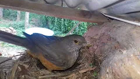 Como é o ninho do Sabiá laranjeira?
