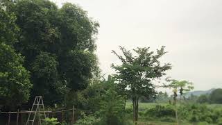 Fresh Morning With Bird Singing Countryside