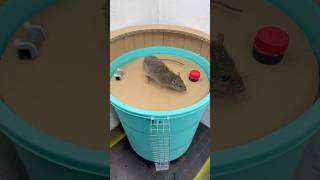 10 Dakikada Fare Tuzağı - Basit Ve Güçlü