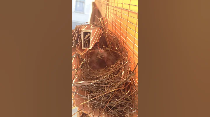 Baby-Bird Buddies
