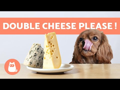 Vidéo: Combien de fromage cottage par jour pouvez-vous donner aux chiens?