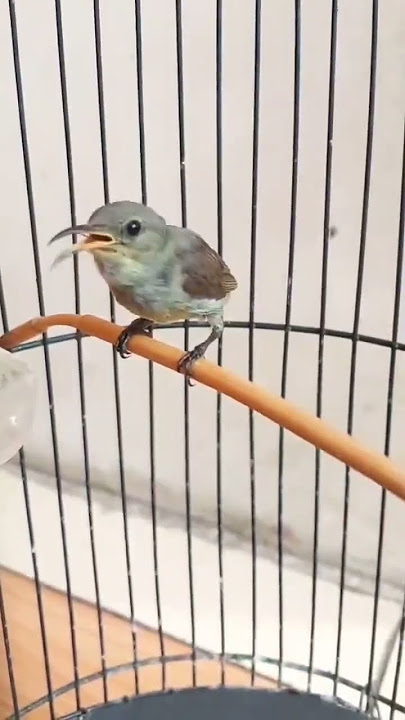 Ampuh Suara Burung Konin Betina