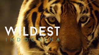 Thailand: The Wild Heart 4K