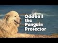Meet The Penguin Protector, Oddball の動画、YouTube動画。