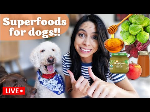 Video: Veterinārārsta akcijas 12 Jaudīgi Superfoods suņiem
