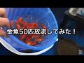 金魚50匹放流 / Kingyo release 【釣り堀しみちゃん】