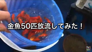 金魚50匹放流 / Kingyo release 【釣り堀しみちゃん】