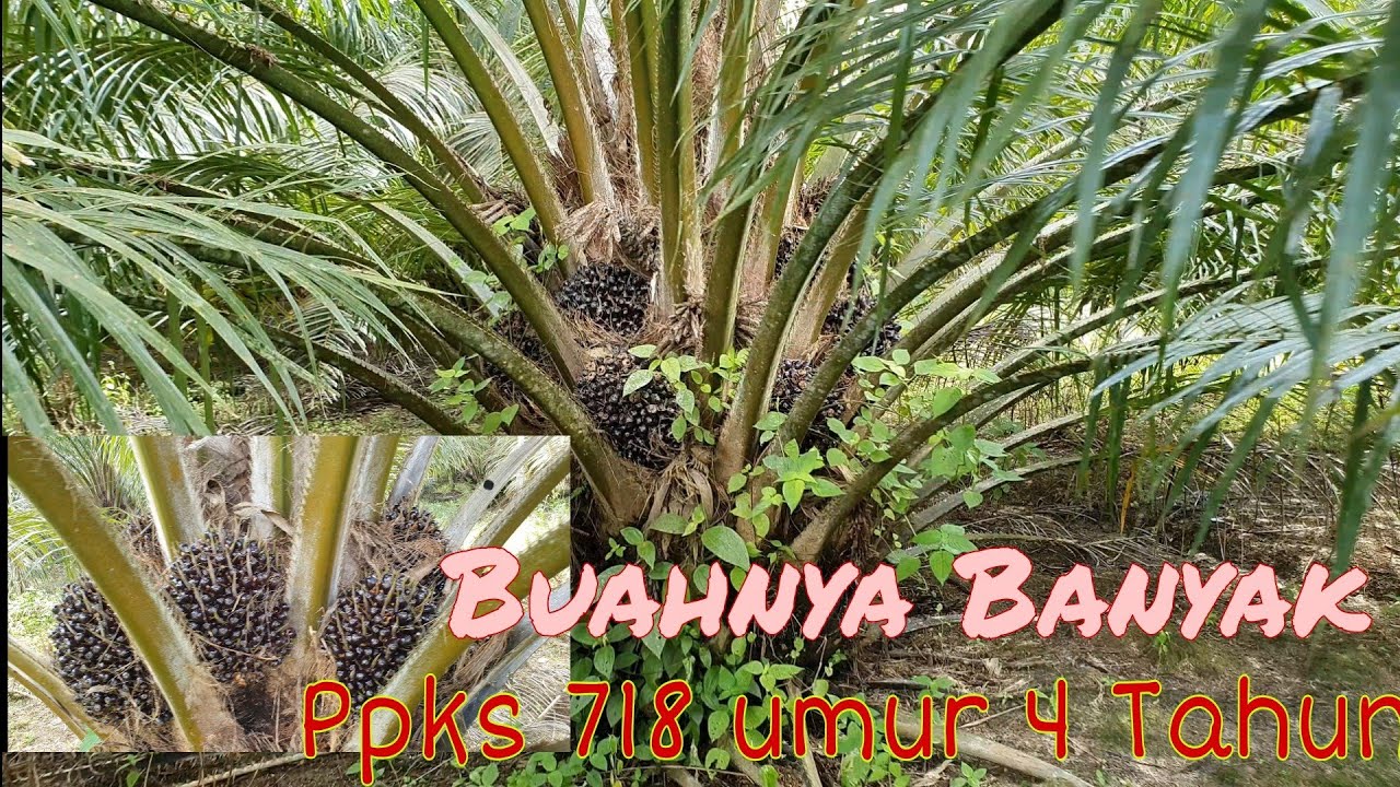 PPKS 718 umur 4 tahun buah nya keliling