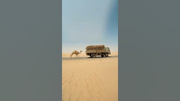 Camel Mother Saves Her Trapped Calf With The Help Of Old Man #animals #rescue #humanity