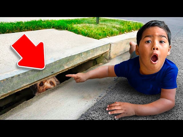 Our Dog Teddy FELL Into The SEWER! class=