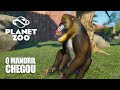 Planet Zoo - O MANDRIL chegou no nosso Zoológico e muito mais.