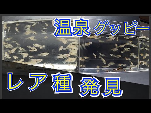 温泉で大繁殖しているグッピーを捕まえたら、レア種を発見した！！！