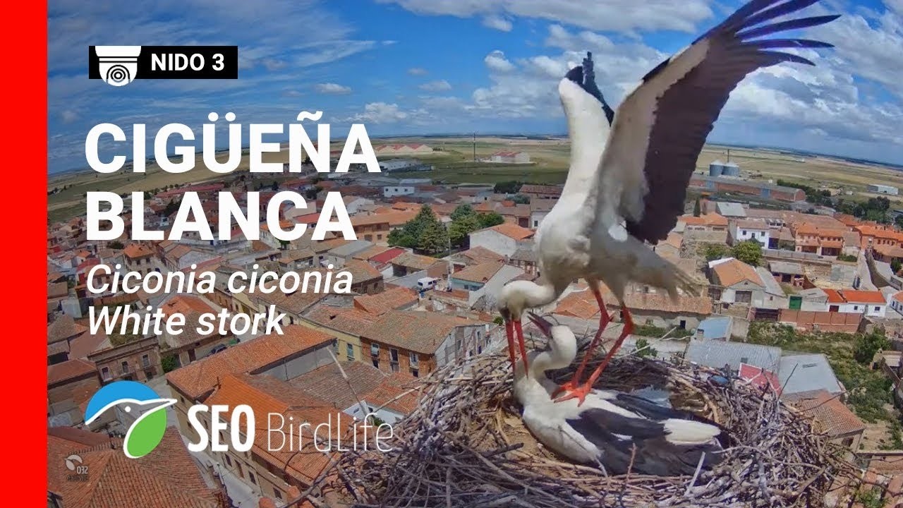 Stork nest three — provider preview