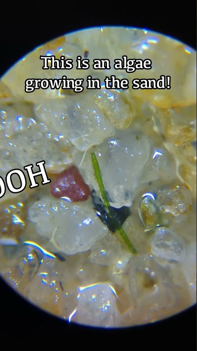 Look at all these tiny creatures hiding in the sand! #shorts #microscope