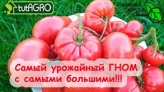 Ведро ТОМАТОВ с 1 ГНОМА! САМЫЙ ЛУЧШИЙ ГНОМ 2022 года без пасынкования. ТОМАТЫ против КОРПОРАЦИЙ!