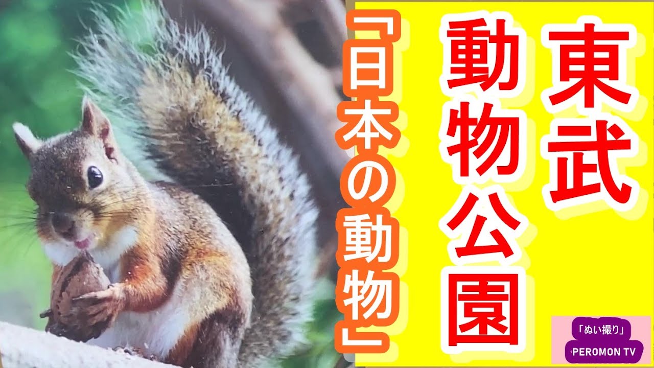 東武動物公園 可愛い日本の動物たち 特にリスが最高 Youtube