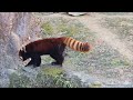 타마 동물원 시절의 란마루의 활기찬 정원 탐색[풀영상]