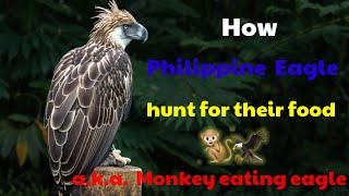 How Philippine Eagle Hunt for Food