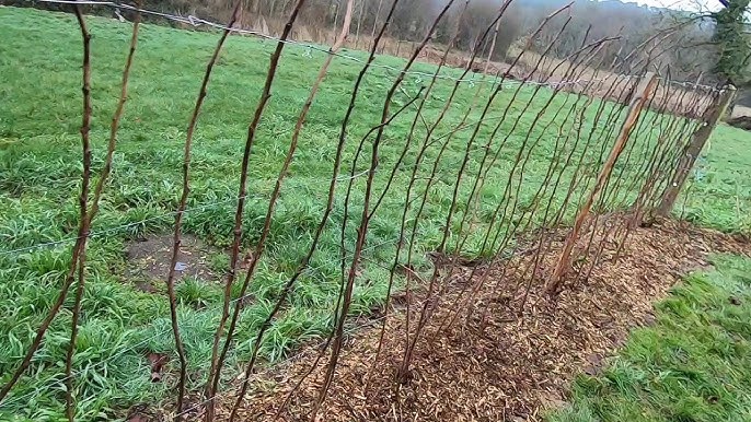 Planter des framboisiers : quand et comment faire sa plantation ?