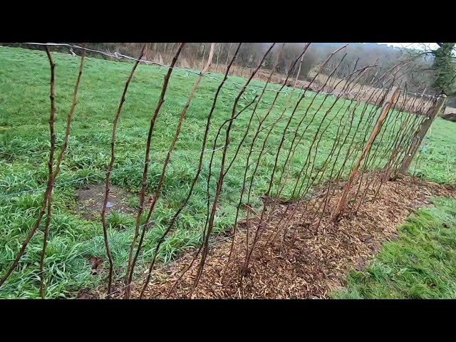 Comment palisser un framboisier en 5 poins clés