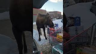 Massive Moose Tries To Eat Woman's Food Shop!