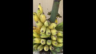 BUNCH OF BACHELOR BUZZ - WE'DBEE LAUGH'N