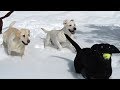 DOGS PLAY IN THE SNOW!!