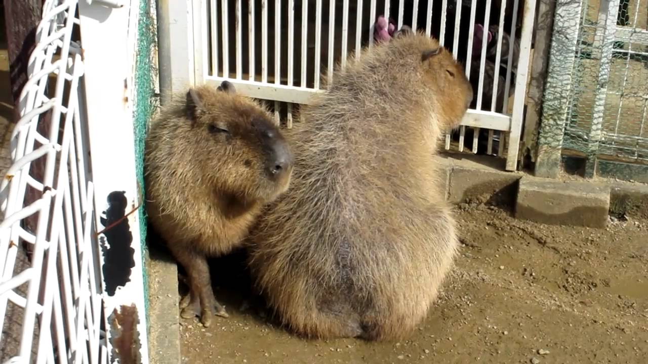 カピバラ カピ子さんの重圧 ピッピ君「あの～狭いんですけど」 - YouTube