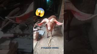 India Famous Big Horn Sheep Feet 9 Inch Long Horn Sheep No1 Sheep Youtubeshot Viral