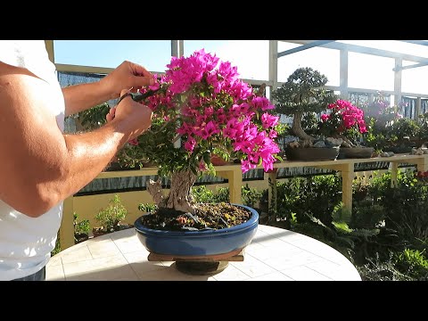 Video: Flamboyant Bougainvillea -antrekk