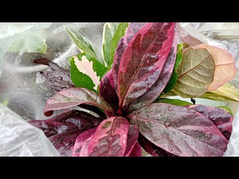 Видео: Уникальные комнатные растения: интересные комнатные растения, которые стоит попробовать