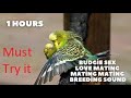 1 Hour budgies sound for make your budgies to breed happy and creepy