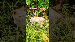 Please 1k guys 🙏🙏♥️#youtube#funny #comedy #shorts #reels #support #viral