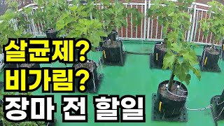 옥상에서 4년동안 키우면서 알게된 장마철 비맞는 식물 관리법
