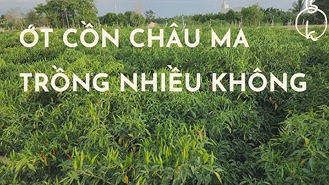 ỚT CỒN CHÂU MA TRỒNG RỒI CHƯA