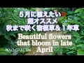 【ガーデニングVlog】5月に植えたい!!️秋まで咲くオススメ宿根草&1年草|私の庭🌿4月下旬可憐な花とカラーリーフBeautiful flowers that bloom in late April