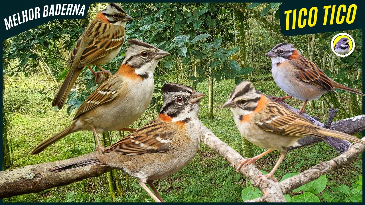 🐦 Meia Hora De Melhor Baderna De Tico-tico Com Fêmea Chamando e Piando┃Sons Da Natureza 🎶