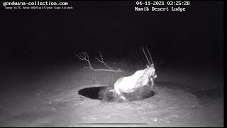 Did a hyena spook the Oryx?
