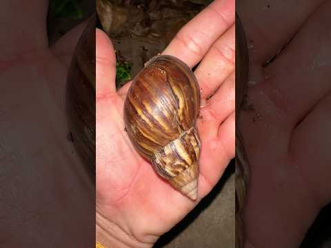 Small Snail To Biggest Snail Snail Shorts Wildlife