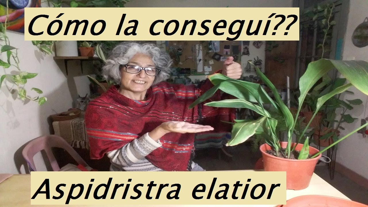 Aspidistra elatior . La conseguí!!  Planta ornamental. #plantadeinterior #aspidistra #hojasverdes