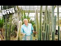 Exploring Nature&#39;s Marvels: David Attenborough Unveils the Desert Plants&#39; Life Cycle |  Nature Bites