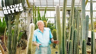 Exploring Nature's Marvels: David Attenborough Unveils the Desert Plants' Life Cycle |  Nature Bites