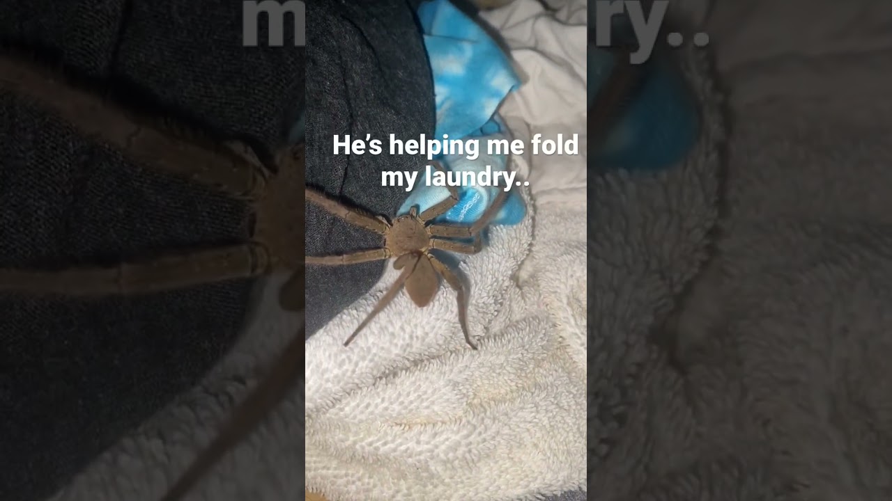 This is Kevin, subscribe for more #spider bekijken op YouTube This is Kevin, subscribe for more #spider bekijken op YouTube