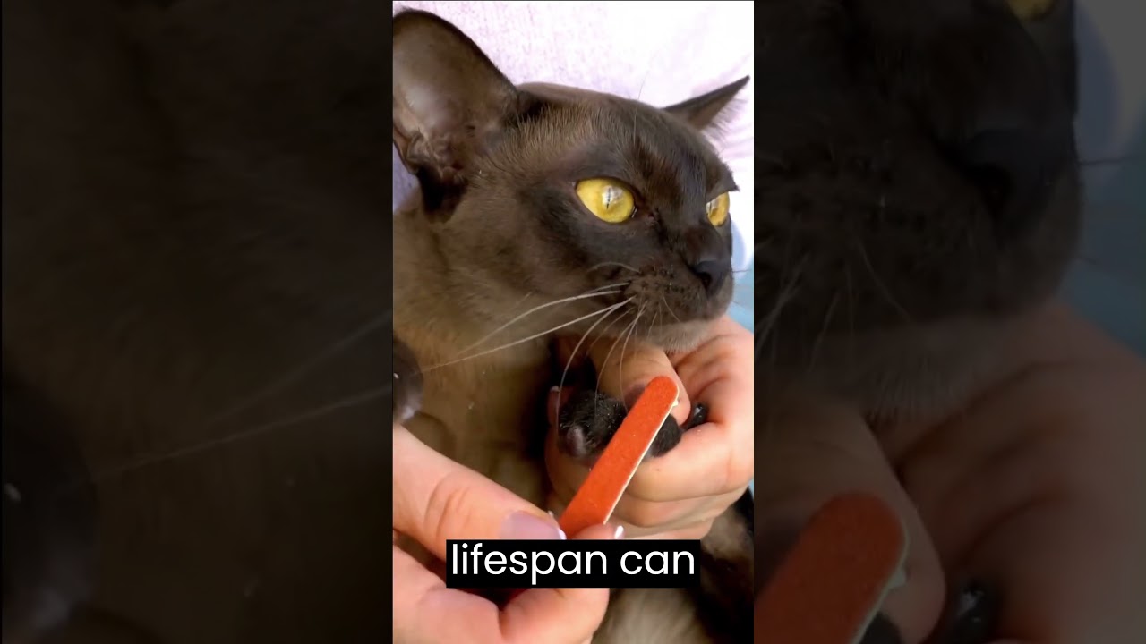 unique cat breed part 3  #shortsvideo #subscribe #trending #viral #youtubeshorts #cat #facts