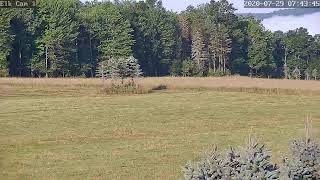 PA Elk Camera 1