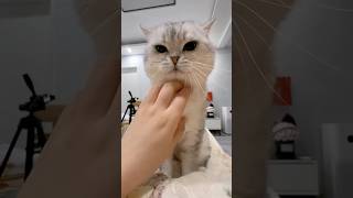 Cute Ct catshorts prettycat animalshorts petlover