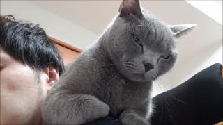 飼い主を独占したい灰色猫