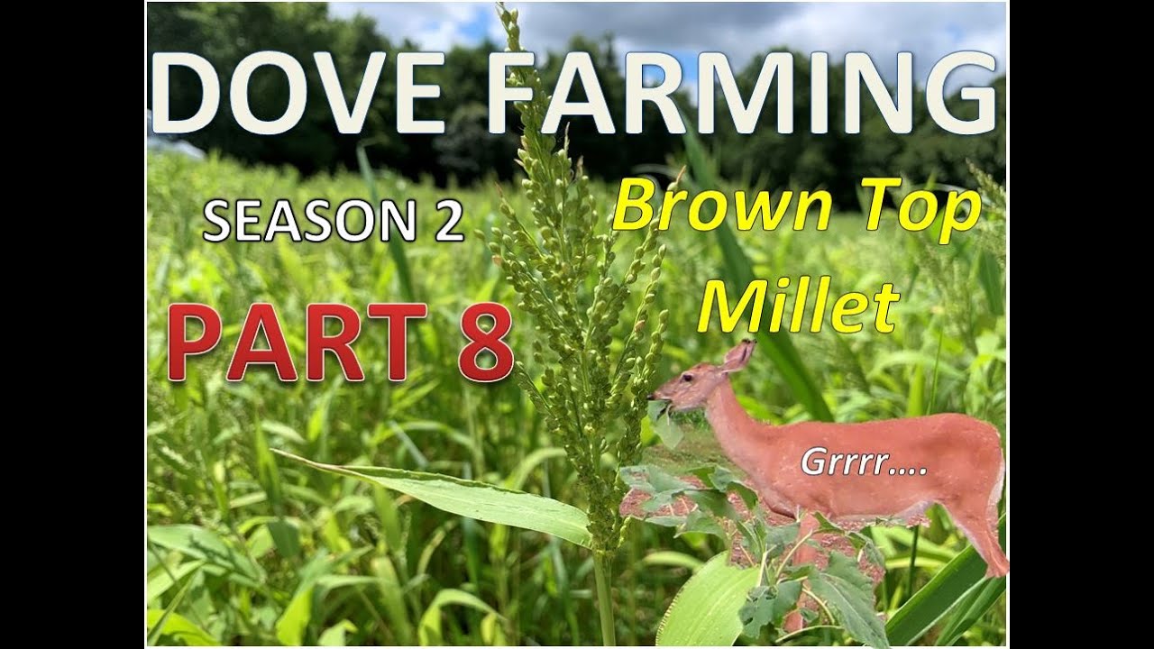 TONS of Brown Top Millet for Doves Sunflower Update DOVE FARMING