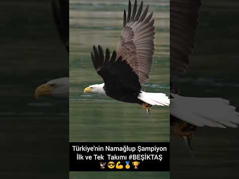 Türkiye'nin Namağlup Şampiyon