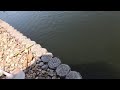 玄むく息子とヘラブナ釣り